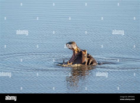 Hippo yawning with wide open mouth. animal is underwater, head above surface. (Hippopotamus ...