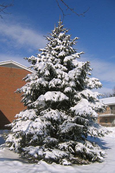 02/13/07 - Snow Covered Evergreen | Snow covered trees, Snow, Snow tree