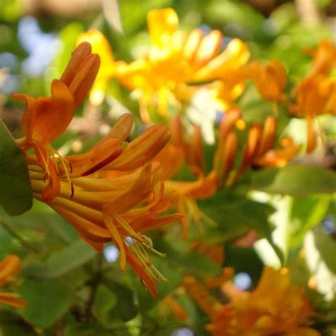 Honeysuckle, Mandarin - Clematis Vines - Donahue's Greenhouse