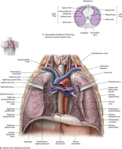 Pleural Cavity Atlas Of Anatomy 1240 | The Best Porn Website