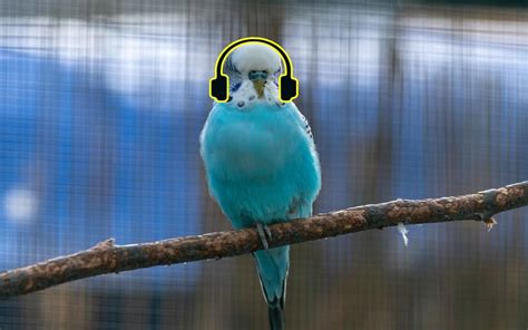 Understanding the Impact of Music on Budgie Behaviour | ThePerruches.com