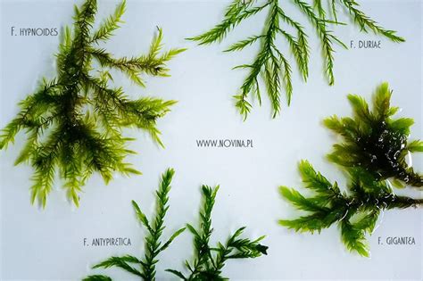 fontinalis willow moss | Freshwater aquarium plants, Live aquarium plants, Planted aquarium