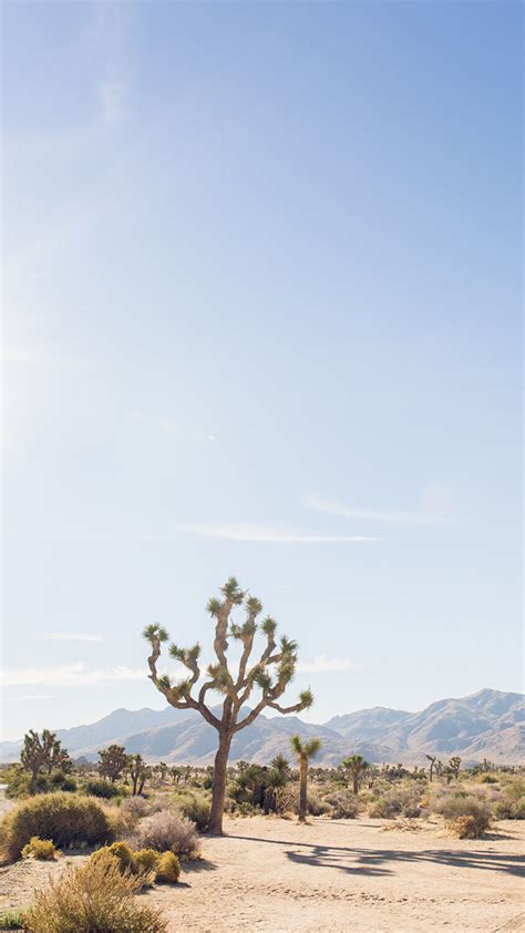 Joshua Tree iPhone Wallpaper | Desert photography, Joshua tree ...