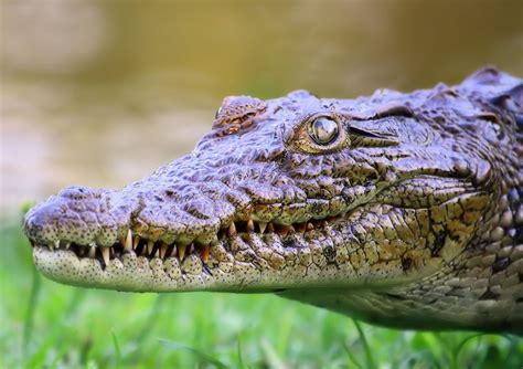 Young Nile Crocodile close-up 3 Free Photo Download | FreeImages