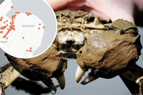 REVEALED: The invasive 'furry-clawed' crab hotspots in Norfolk