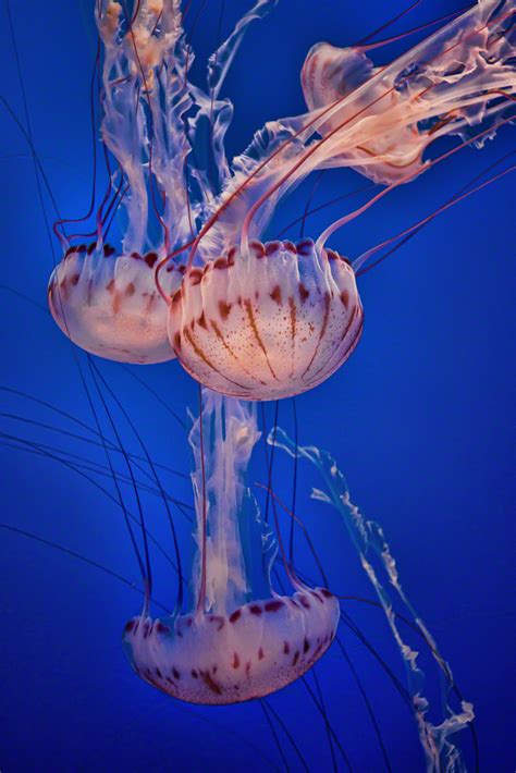 The Purple-Striped Jellyfish | Marty Cohen Photography