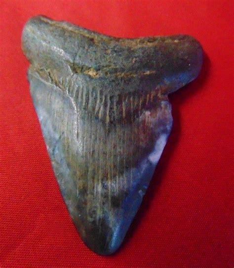 2" Megalodon Serrated Shark Tooth - Sharks Teeth-#7 | #1823188793