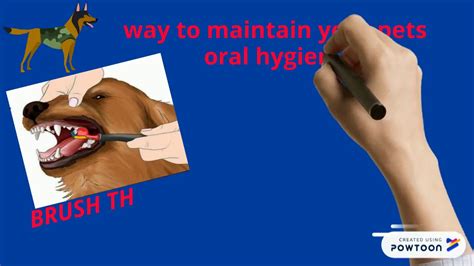 ORAL HYGIENE OF DOG - YouTube