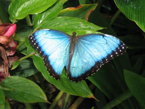 File:Butterfly at the Butterfly Farm on Antigua.jpg - Wikipedia, the free encyclopedia