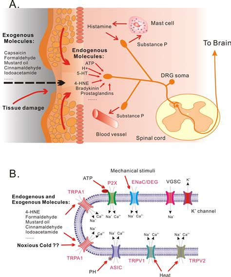 TRPA1: The Central Molecule for Chemical Sensing in Pain Pathway? | Journal of Neuroscience