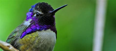 The Costa's Hummingbird | Critter Science