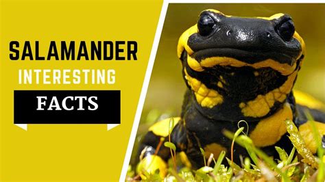 Salamander Facts For Kids - All Information Dite, yellow spotted - YouTube