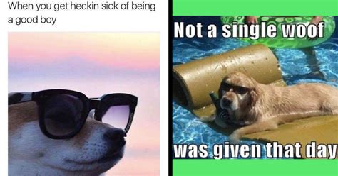 Bad Dog: Funniest Rebellious Dog Memes of the Week - Animal Comedy ...