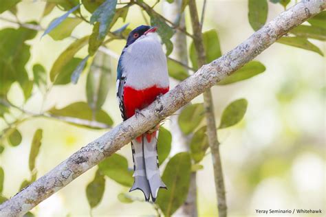 Cuban Trogon: Cuba's Colorful National Bird | Whitehawk Birding Blog