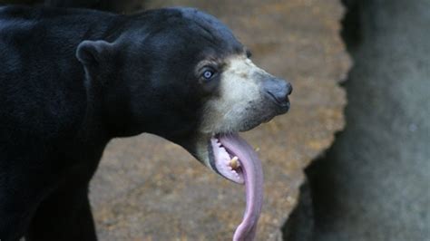 Why Do These Bears Have Such Long Tongues?