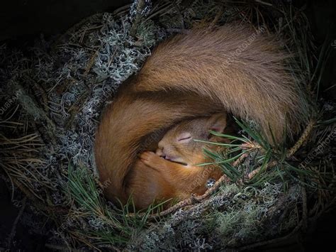 Two red squirrels sleeping inside a nest box - Stock Image - C051/8822 ...