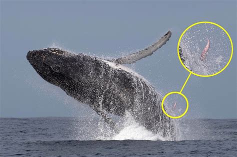 Whale-watching holiday maker captures one-in-a-million shot of humpback ...