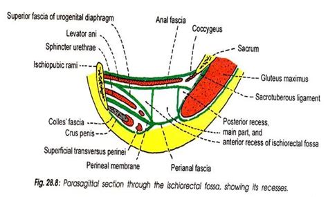 anterior recess of ischiorectal fossa | Fossa, Levator ani, Recess