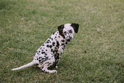 70+ Dalmatian Blue Eyes Stock Photos, Pictures & Royalty-Free Images ...