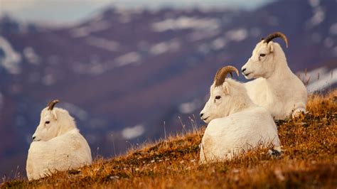 The Complete Guide to Denali National Park Wildlife