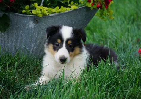 Collie (Lassie) – AC Puppies LLC