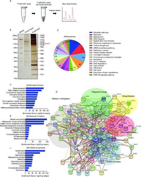 Proteomic analysis of the OGT interactomes. (A) The affinity ...