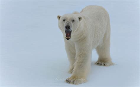 Growling polar bear on an ice floe in Svalbard, Norway. 81st parallel North. - Polar-Bears ...