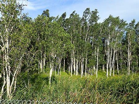 Melaleuca quinquenervia - Wikipedia