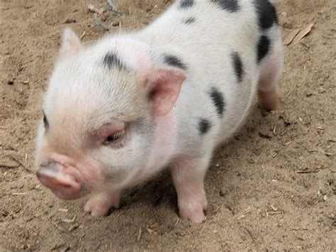 Miniature Juliana Pigs – Sandlin Farms