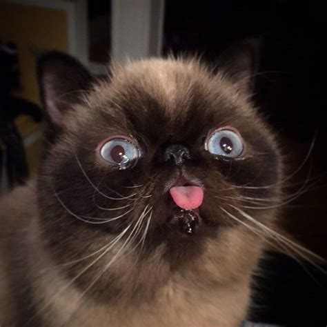 2. Walter because he just has to show you his tongue! | Flat faced cat ...