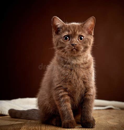 Portrait of Brown British Shorthair Kitten Stock Photo - Image of ...