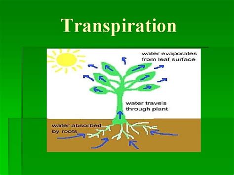 Photosynthesis Cellular Respiration and Transpiration Equation for Photosynthesis