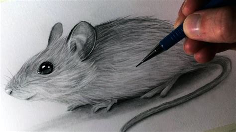 How to Draw a Mouse | Realistic drawings, Drawings, Mouse drawing