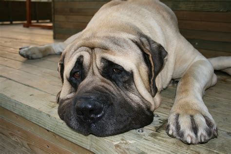 English Mastiff Growth Chart & Size Guide - Plus 4 factors that May Impact Growth - Paw Planning