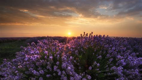 Download Lavender Field Nature Sunset HD Wallpaper