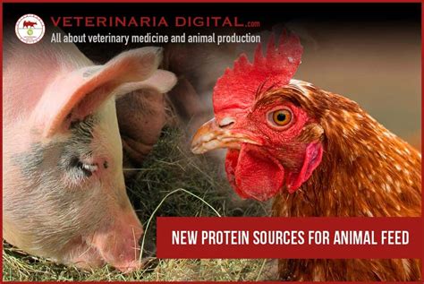 New protein sources for animal feed