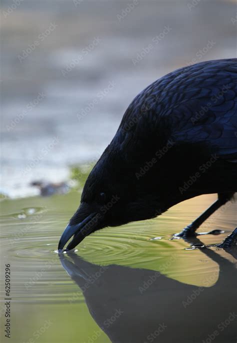 crow drinking water from a puddle Stock Photo | Adobe Stock