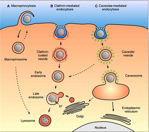 Intracellular uptake of nanocarriers following different endocytosis ...