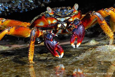 Crustaceans - Animals photo contest | Photocrowd photo competitions & community site