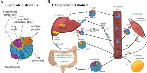 Lipoprotein structure and cholesterol metabolism and transport. A)... | Download Scientific Diagram