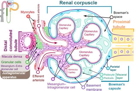 Histology, Nephron | Treatment & Management | Point of Care