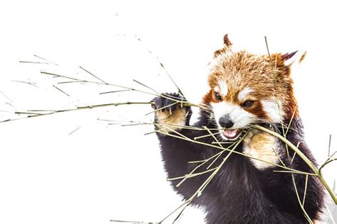 Red panda eating bamboo | So cute! | barbasboth | Flickr