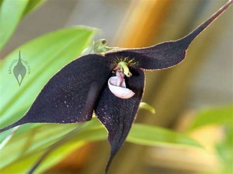 Dracula Raven Orchid | Orchids, Rare orchids, Black orchid