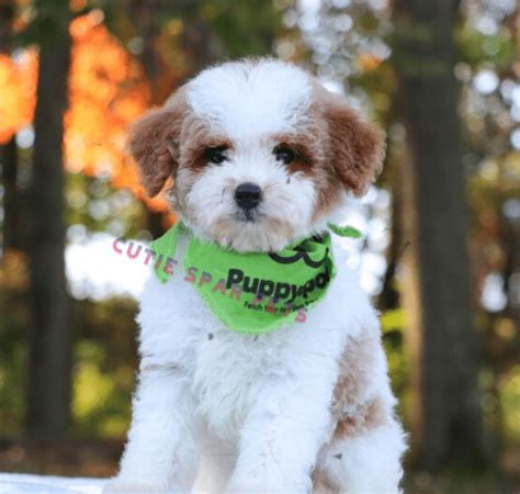 black and white Goldendoodle puppies for sale Cuties Par Pets