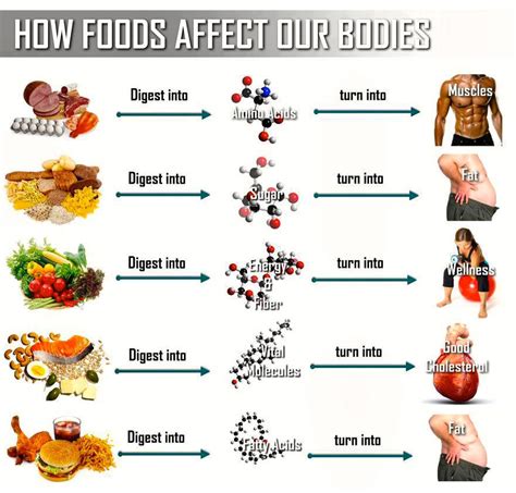 Balanced Diet | Bodybuilding and Fitness Zone