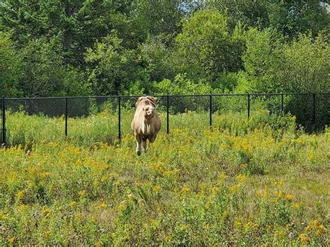 Best 5 things to do in Magnetic Hill Zoo Moncton