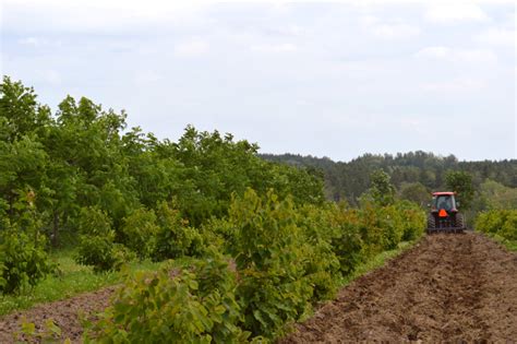 The Art of Truffle Cultivation - Arborinnov