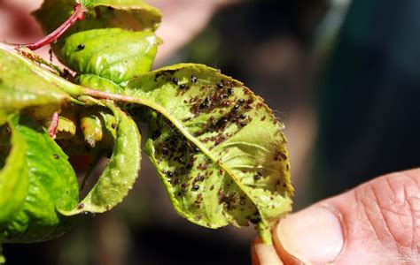 Cherry Aphids | Garden Pests & Diseases | Gardening Tips | Thompson ...