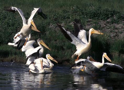 American White Pelican - Pelecanus erythrorhynchos - NatureWorks