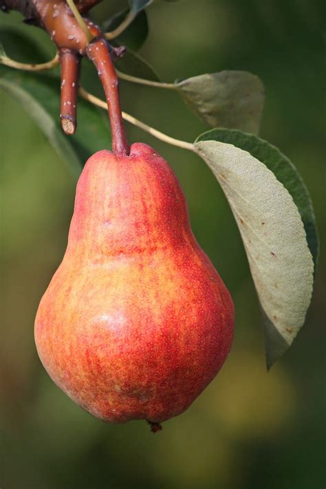 3-in-1 Pear Jubilee Tree - Different pear varieties grow on each 3 lim – Online Orchards